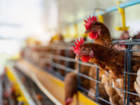 Foco de gripe aviária em granja do Rio Grande do Sul impõe desafios econômicos e comerciais