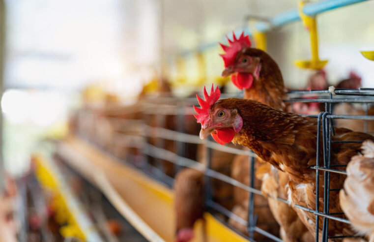 Foco de gripe aviária em granja do Rio Grande do Sul impõe desafios econômicos e comerciais