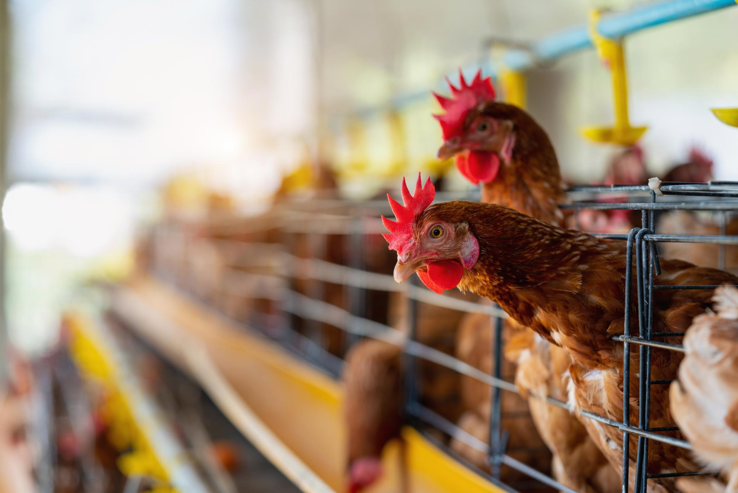 Foco de gripe aviária em granja do Rio Grande do Sul impõe desafios econômicos e comerciais