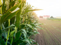 Programa Milho 100% amplia distribuição de sementes e deve beneficiar mais de 40 mil agricultores do RS na safra 2025/2026