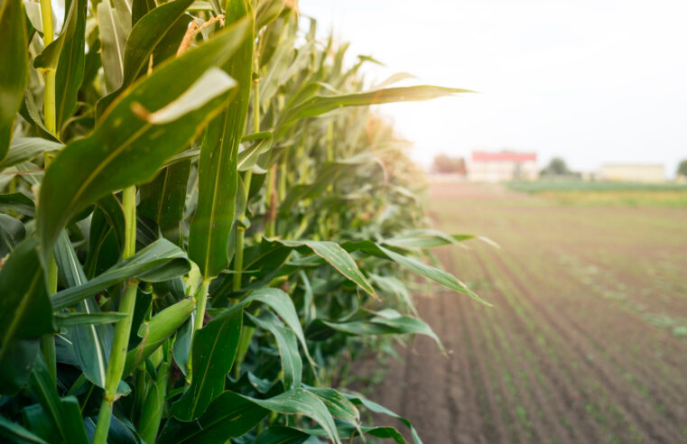 Programa Milho 100% amplia distribuição de sementes e deve beneficiar mais de 40 mil agricultores do RS na safra 2025/2026