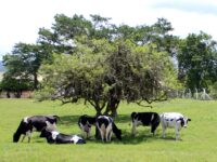 Santa Catarina é único estado do país com classificação A para o baixo risco de brucelose bovina e bubalina